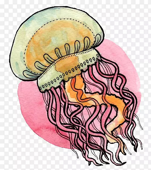 ˮĸ����ƣ�����͸���ȺͰ�͸��.ˮɫˮĸ-������