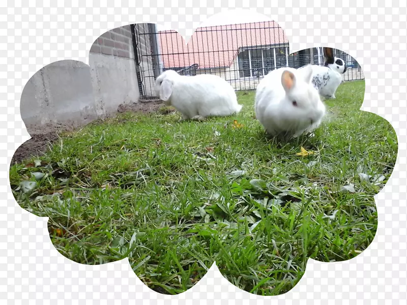 ����Dieren-������