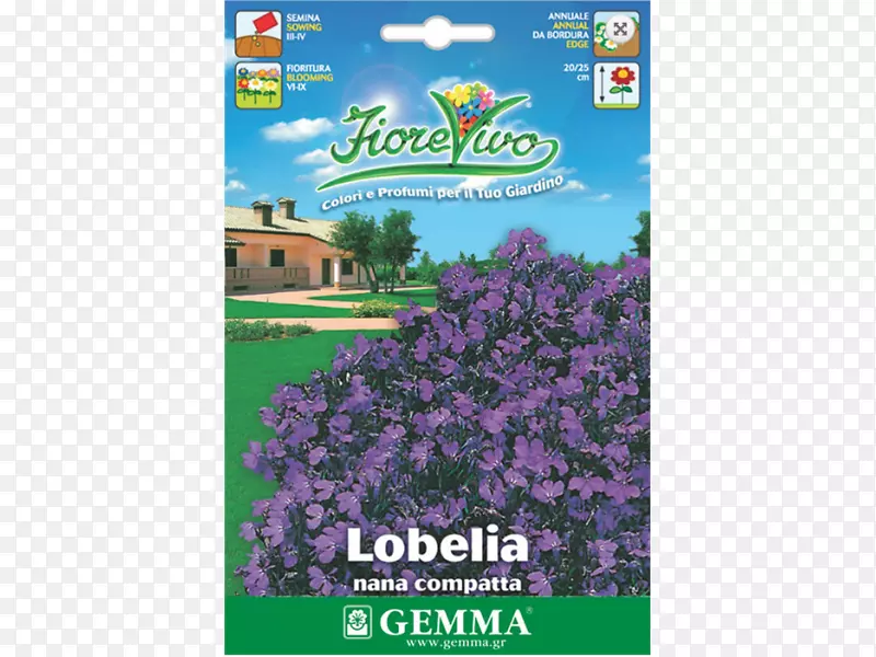 ��Ǯ�����ӻ���һ����ֲ��-��-������