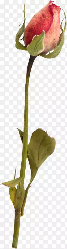 ���꾲���ɫõ�壬�廨����-������