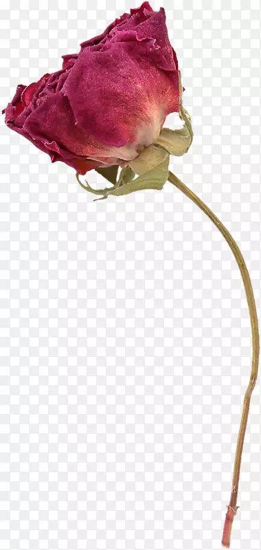 ��԰õ�廨��-������