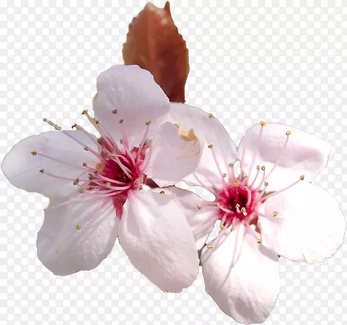 ӣ��ӣ��-������