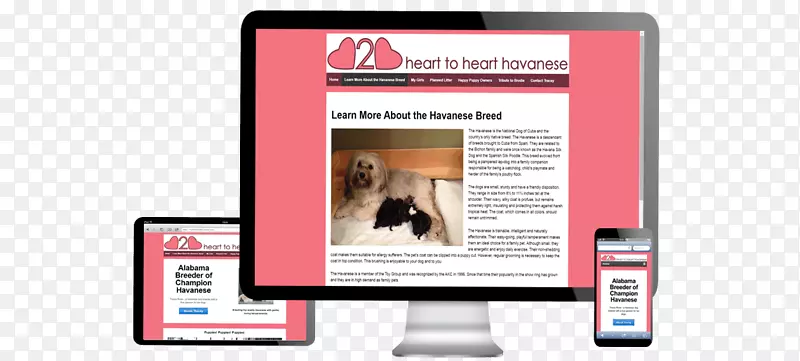 չʾ���Ʒ�ƶ�ý��-������