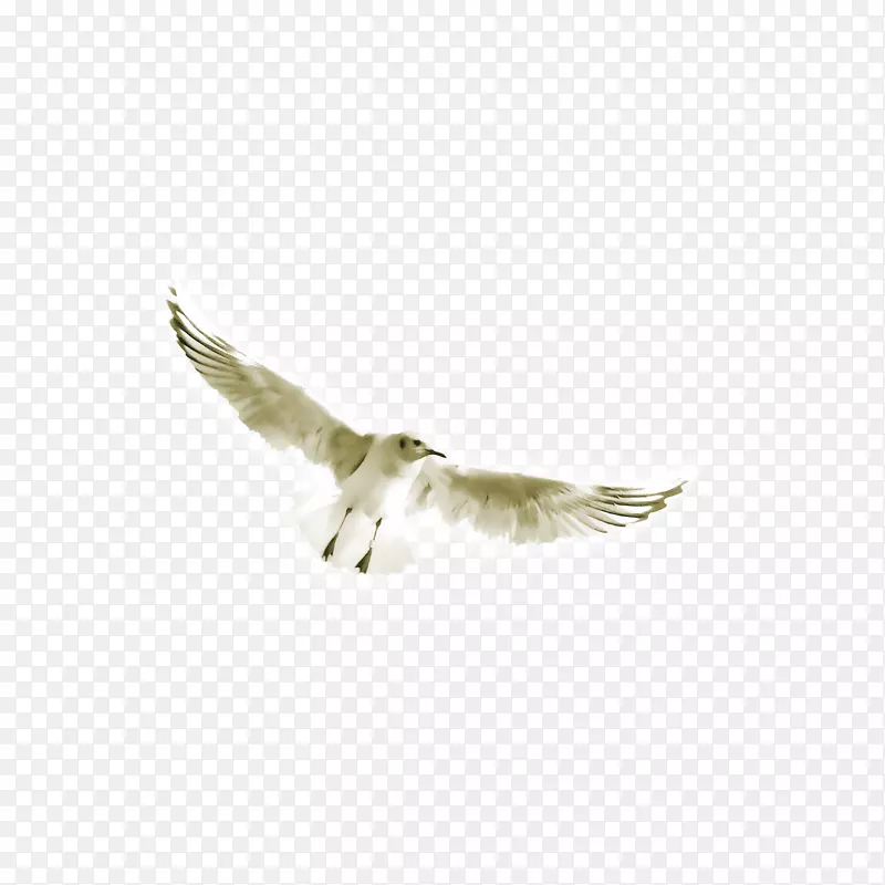 ����-��ɫ���ػ�-������