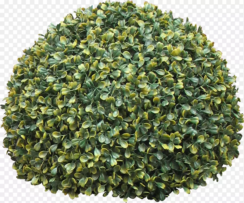 СҶ��ľ�������-������