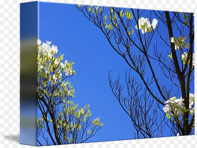 �ݵ������ֽҰ����ƺ����ֲ��ϸ��-������