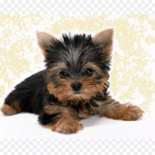 Լ�˿�С��Ȯ�����ߵذ׹���������С������ʿ����Ȯ-С��-������