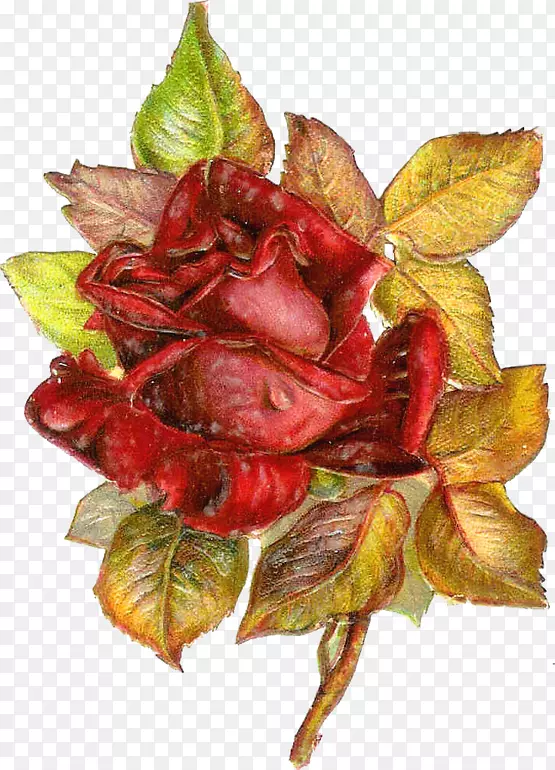 ���꿪��ֲ��Ҷ��Ҷ-������