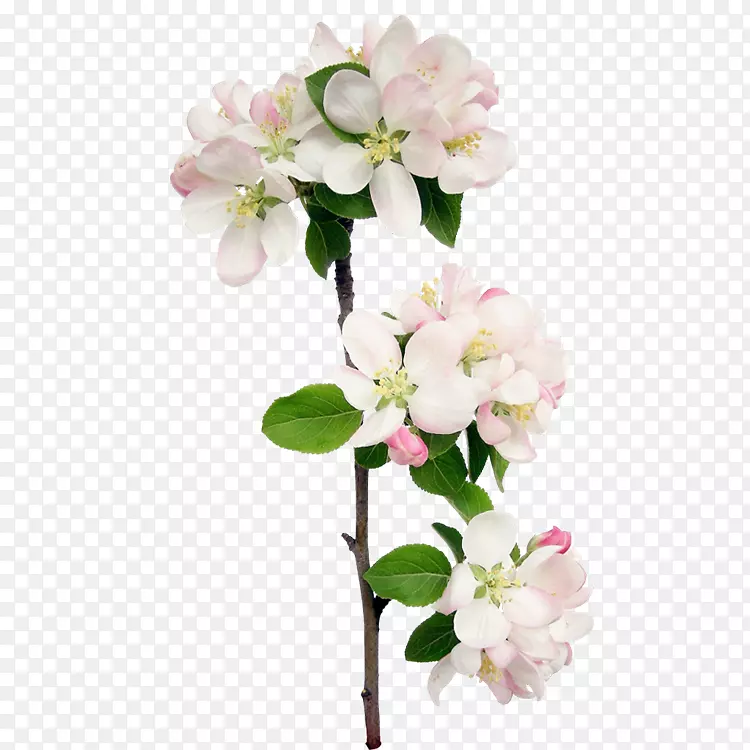 ������ƻ��껨-������