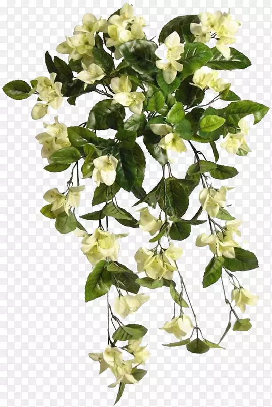 �л�ֲ�ﾥ����ֲ��-ֲ��-������