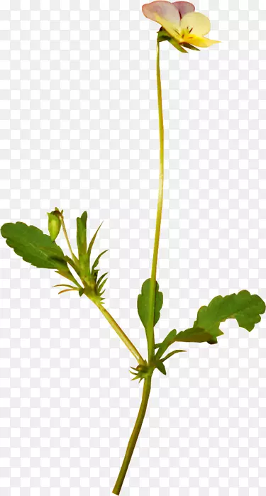 ����ֲ�ﾥѿҶ����ֲ��Ҷ-������