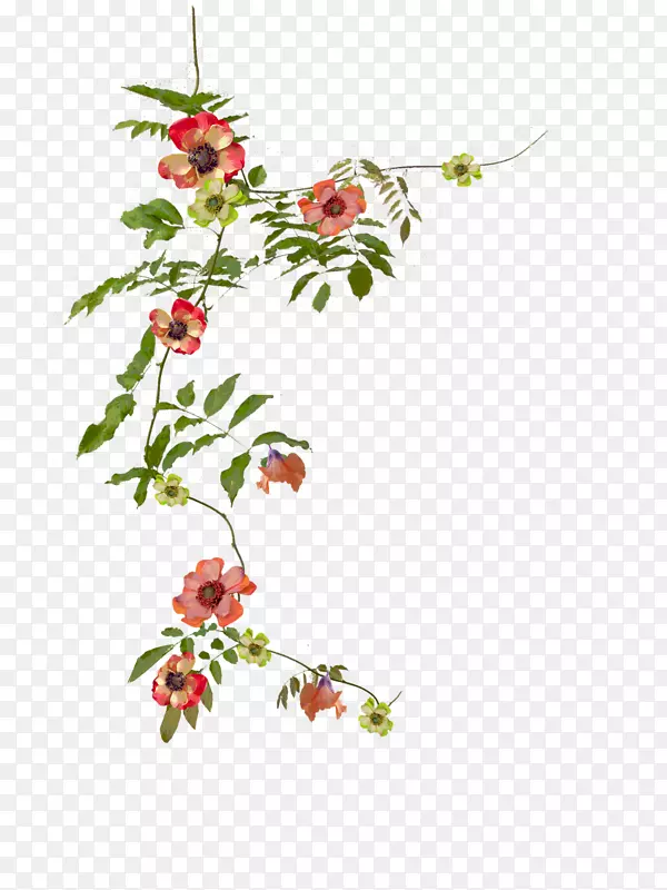 ��������л�ֲ�ﻨ��-������