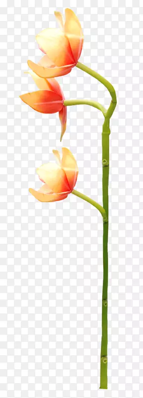 �����л�ֲ�ﾥ����ֲ��-ֲ��-������