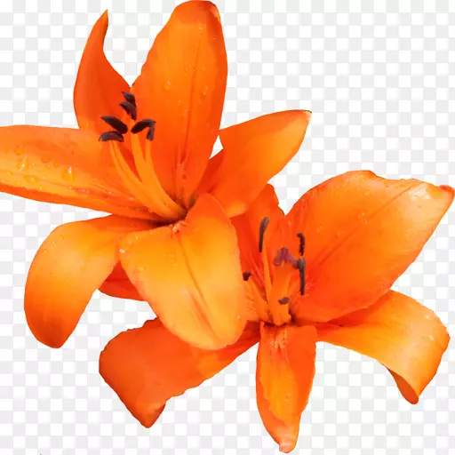 ��ɫ�ٺ��ϻ��ٺϳ�ɫ��-�ٺϻ�������-��-������