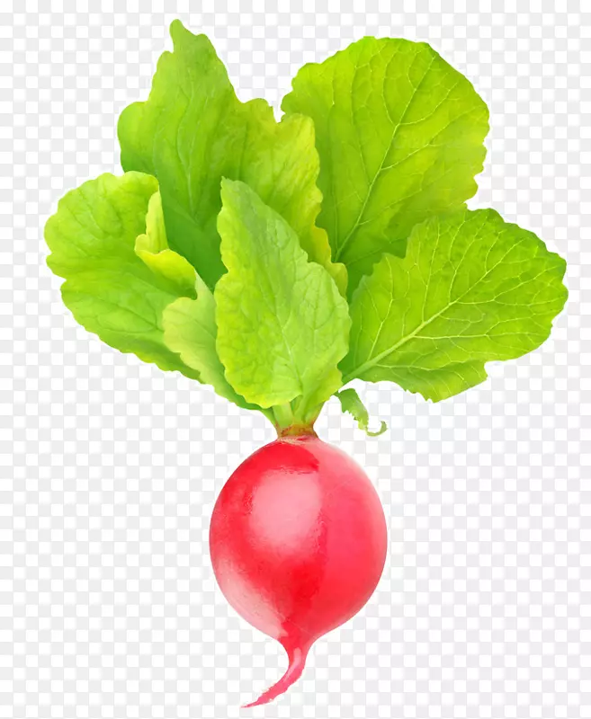 ��Ӱ�߲�ʳƷ���̲�԰�ܲ�-�߲�-������