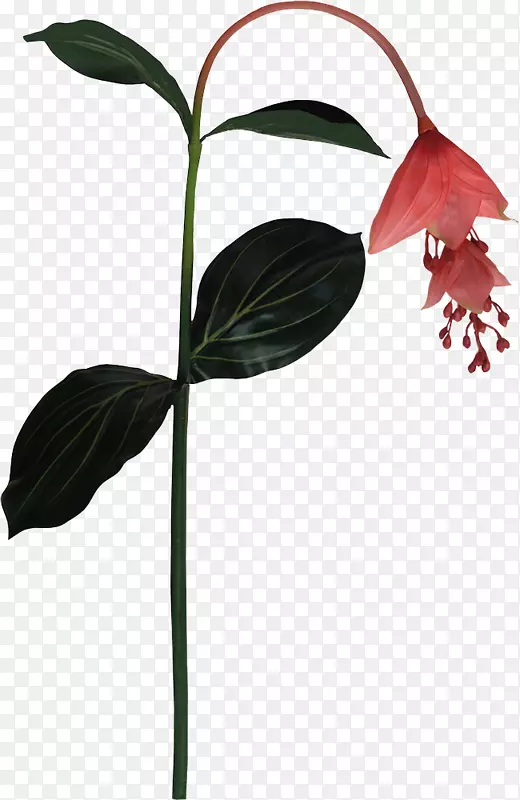 ����Ҷֲ�ﾥ����ֲ��-Ҷ-������