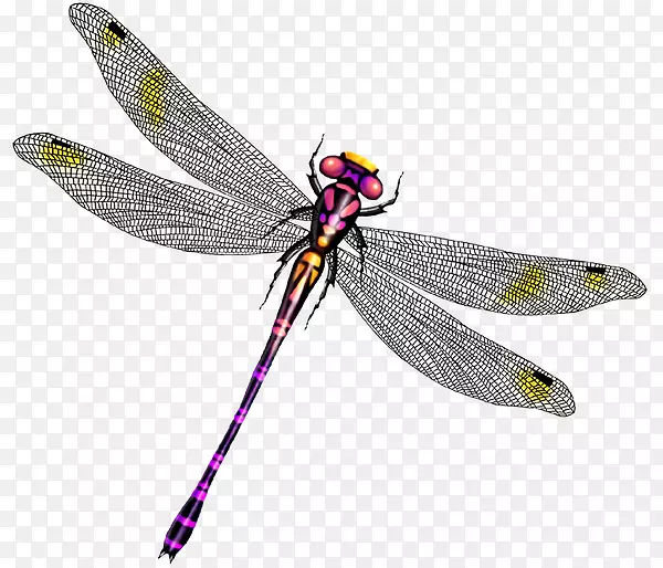 �����������-����-������