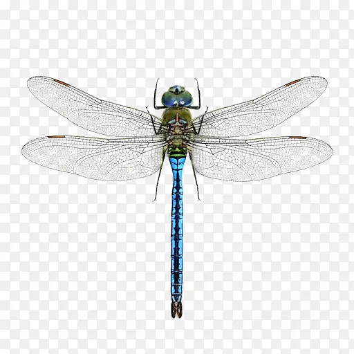 ���ѣ��ó�������ʥ��������-������