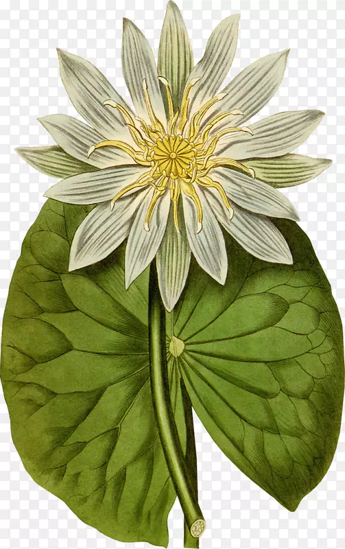 ƽ���������ˮ�ʻ����������-������