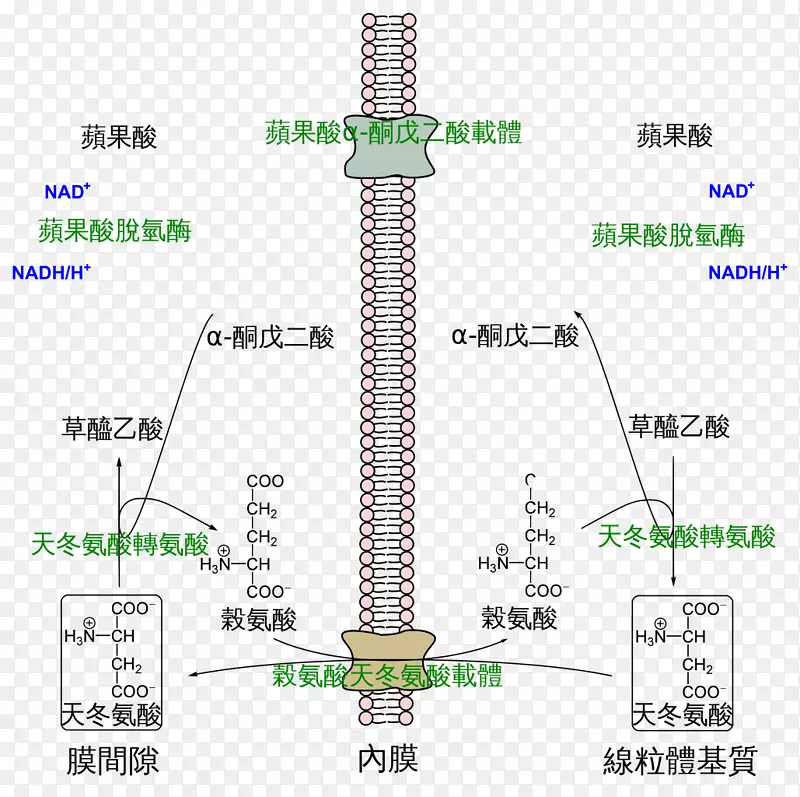 ƻ����-�춬���ᣬƻ���ᣬ������ѭ����������-�����-������