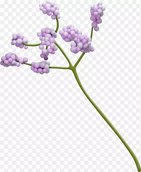 ��ɫӢ��޹�²�-������