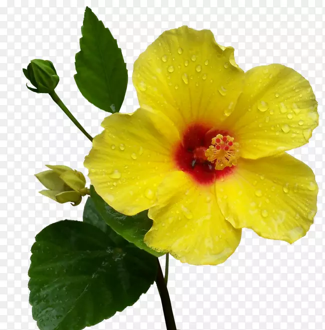 Ь��ֲ�ﻨ�ܻ��������-��-������