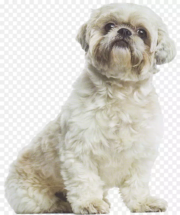 ʷ��Сʨ�ӹ�������˹Ȯ��¡��-������