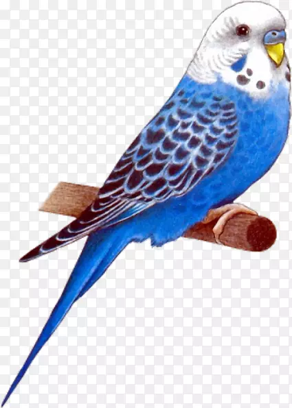 �������Ӱ-������