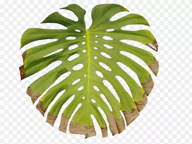 Ҷ������-Ҷ-������