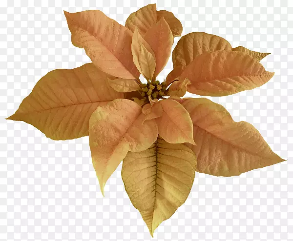 ʥ��������-ʥ����-������