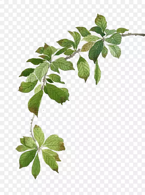 ˮ�ʻ�.ˮ����Ҷ-������