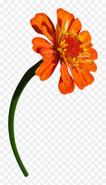 ������ͨ���ջƻ�-������