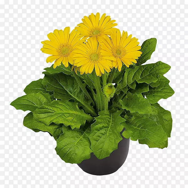 ʮ�ֻ��ƾջ��л�����-��ɫ��״-������