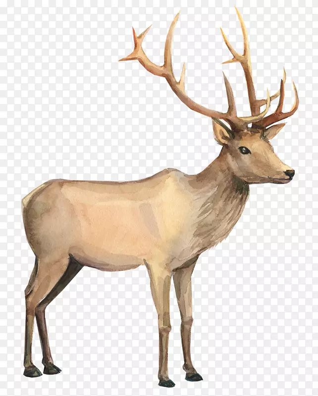 ѱ¹ˮ�ʻ�ѱ¹-������