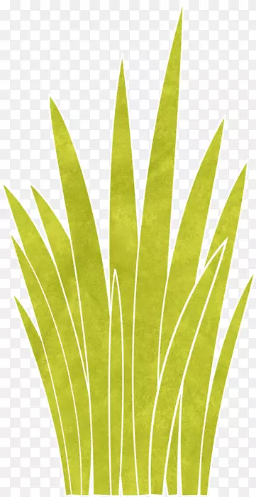 Ҷ��ֲ�ﾥ��Ʒ��-Ҷ-������