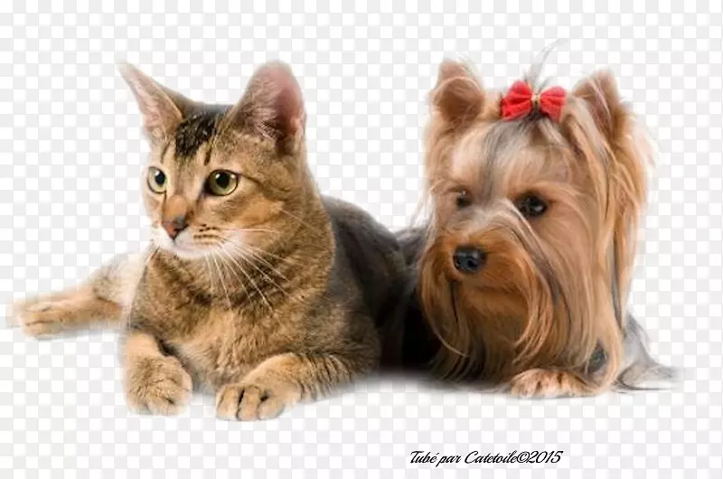 Լ�˿�С��Ȯ�Ĵ�����˿ë��Ȯ�Ĵ�����СèС��-Сè-������