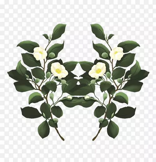 ���迪��ֲ��Ҷ-ֲ���ͼ-������