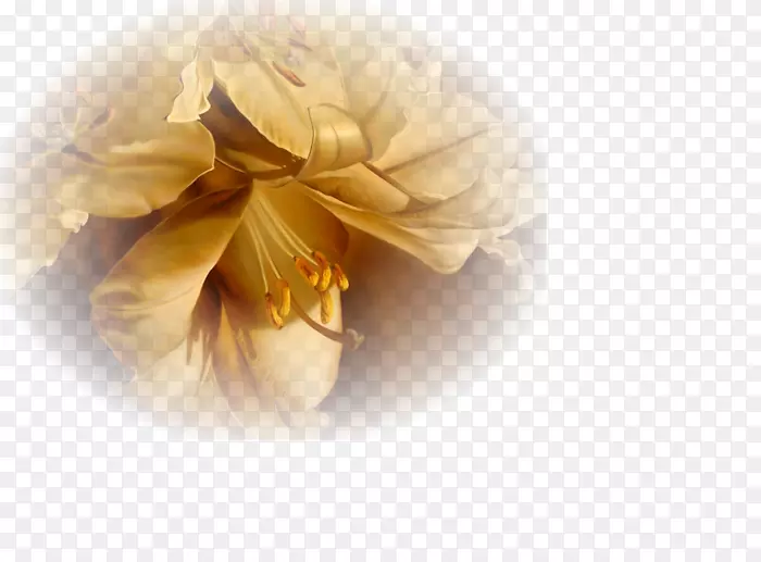 ������Ӱ�����ֽ����-������