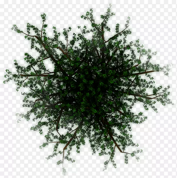 ��ľ-������