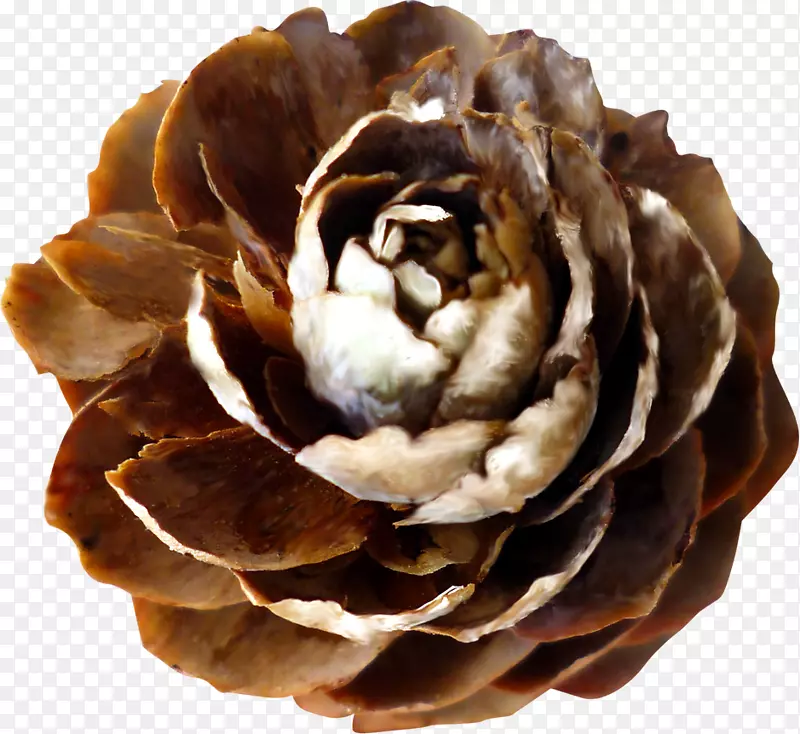 ��Ҷ����׶����Ҷ����һƷ�죬�ɻ�����-������