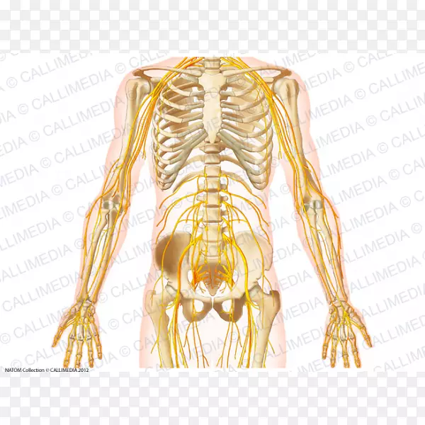 ���߹ǹ��踹��ϵͳ-����-������