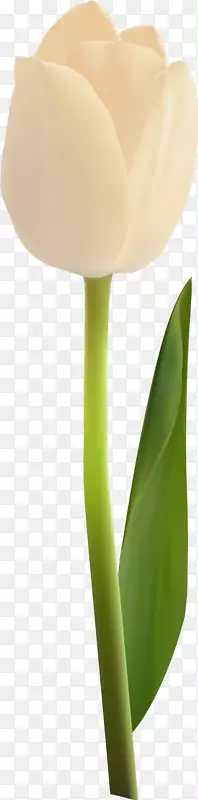 ����ֲ�ﾥ����ֲ��-����������37-������