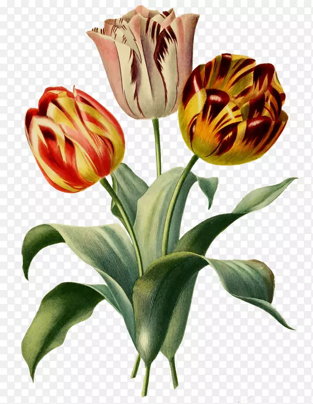 ֲ��ѧ�廭���Ż�-������