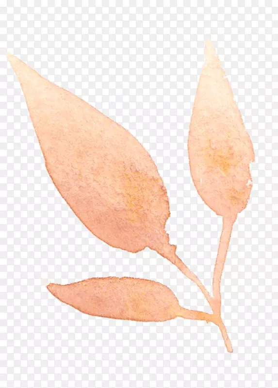 ˮ�ʻ�Ҷˮ�ʻ�͸��ˮ������-������