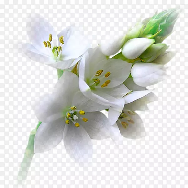 ���ܲ��Ͷ��ﻨ�����-����-������