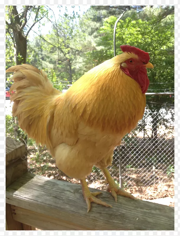 ��๼���Ϊʳ��-������