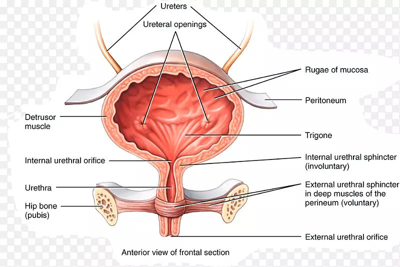 ���׽�����йϵͳ��Һ������ϵͳ-������