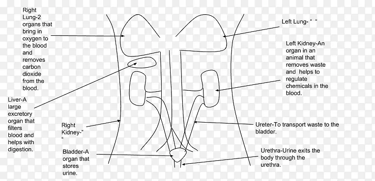 ֽ���������-������