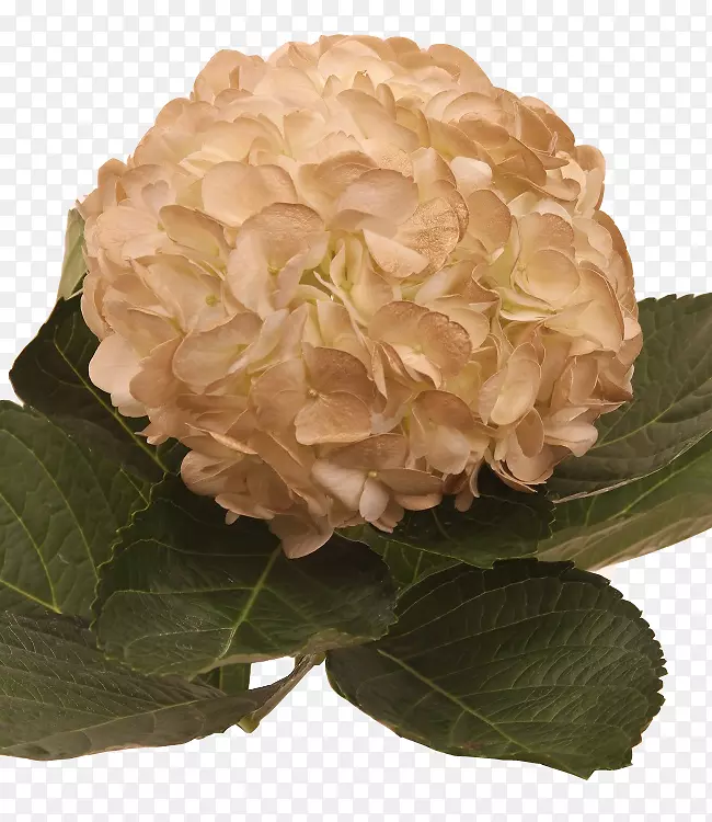 �����л���������õ�壬�������-������