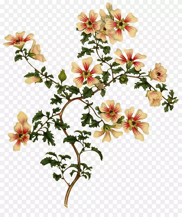 �������ֲ��廭����-������